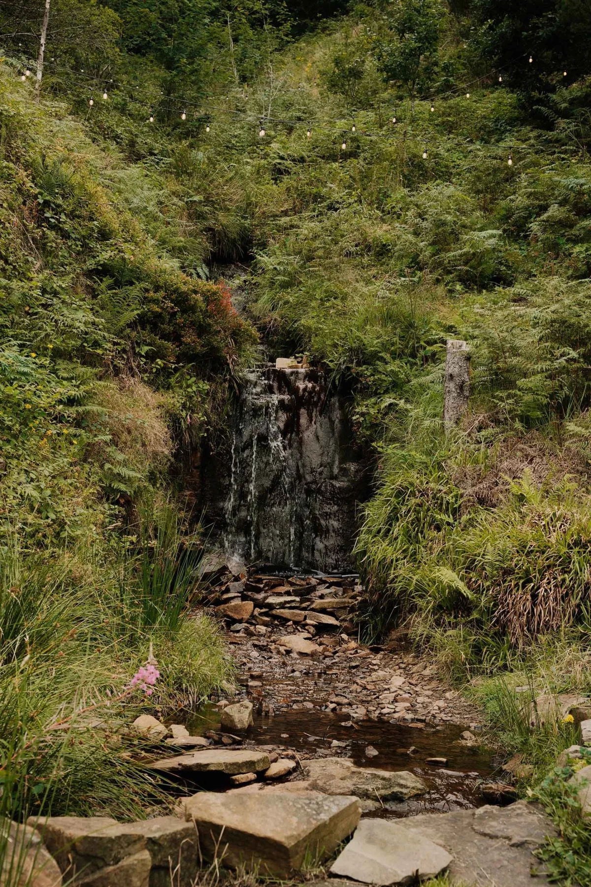 Tails Wagging, Paws Running – Fetch & Win Is Just Getting Started