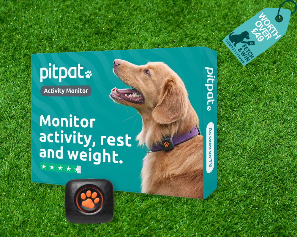 🐾 Win a PitPat Dog Activity Monitor Worth £49
